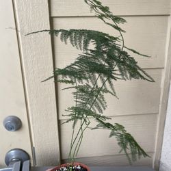 Asparagus Fern Plant