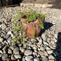 Succulent Plant