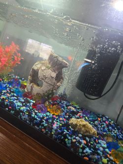 Fish tank