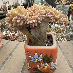 Succulents 