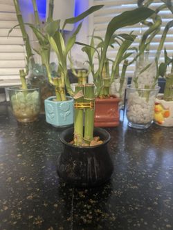 2 Bamboo Stalks In Black Vase
