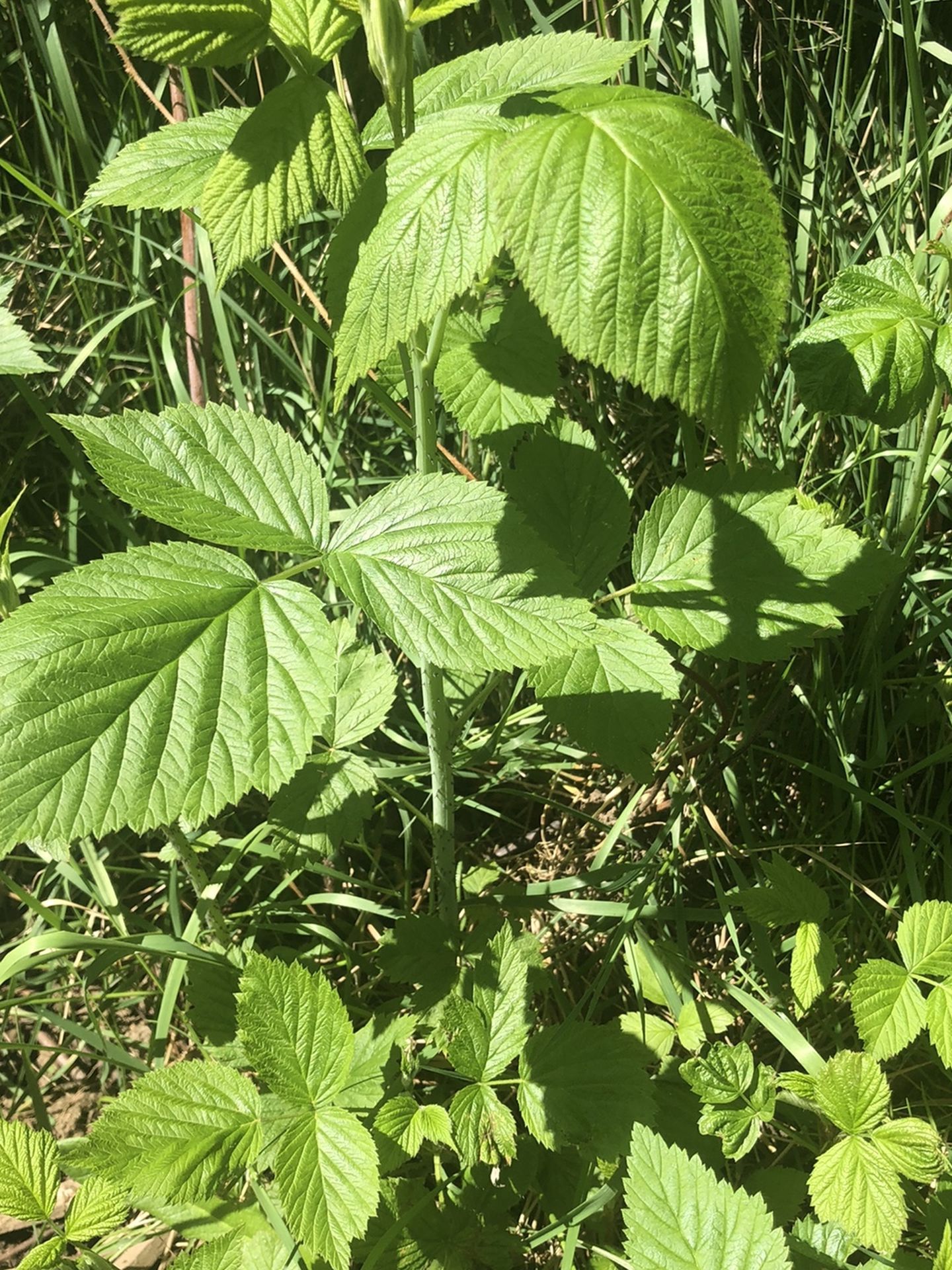Raspberry Plants