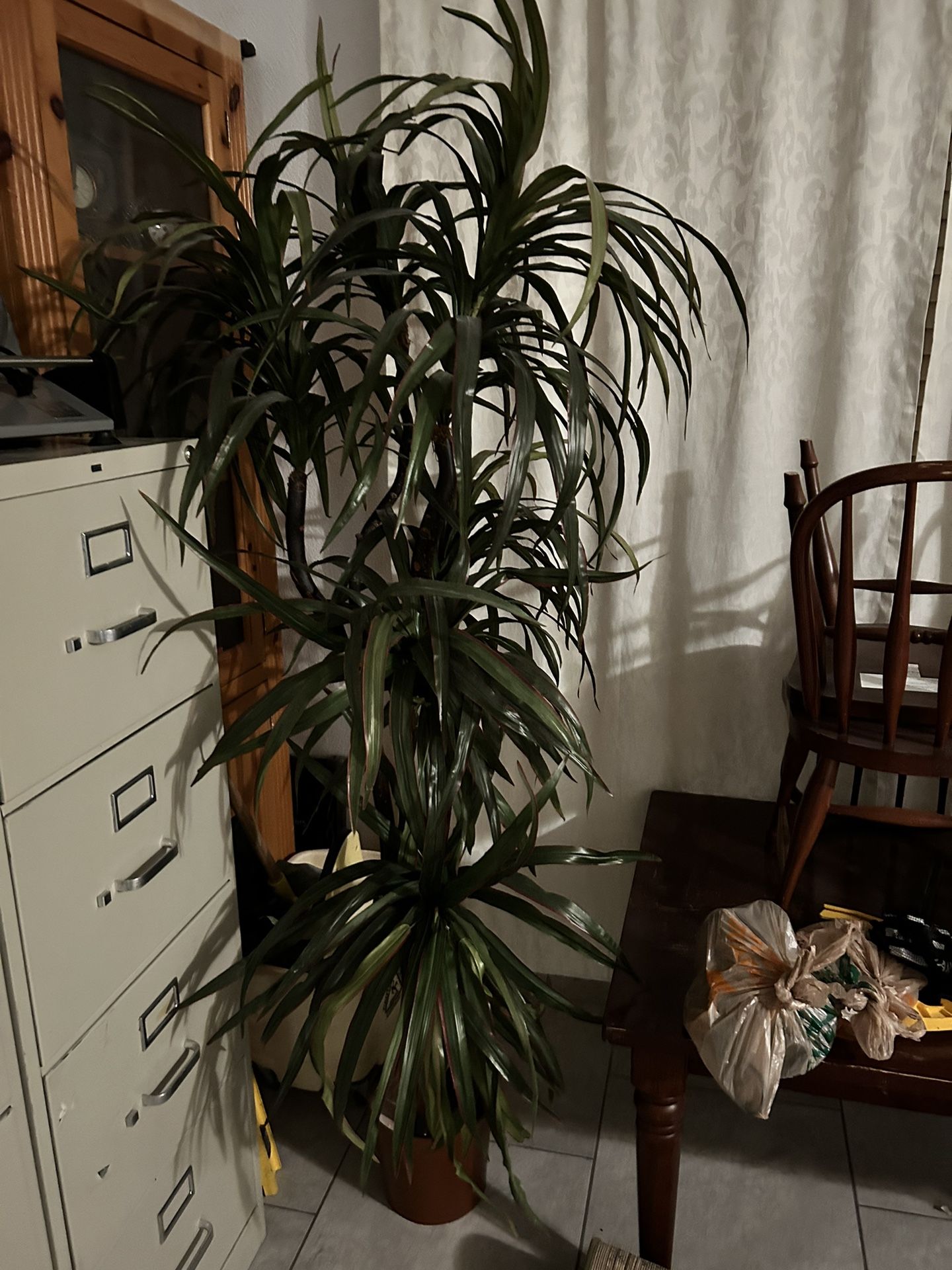 ✅✅ PLASTIC PLANT ✅✅