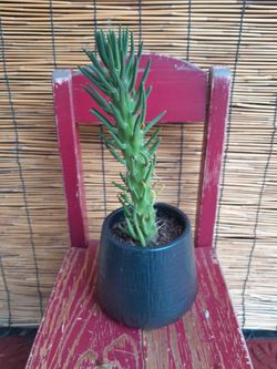 Plants Gardening Succulent Home Decoration Outdoors Entertainment