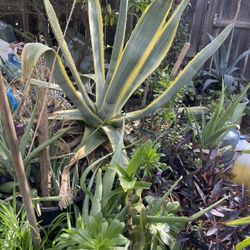 Beautiful Succulent Plants : Snack Plant Give You Oxigen Aloe Vera Dragon Food  Food Aguava Office Three Bigger $40/1 M 30 Small 20 