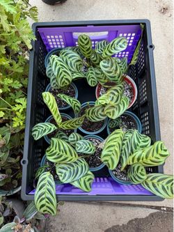 Calathea plant starting at $5