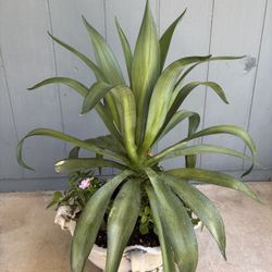 Beautiful White Ceramic Italian Urn With Plants