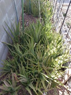 Aloe vera