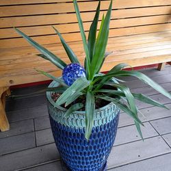 BEUTIFULL PLANT BIG 🌞❤️