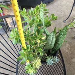 Assorted Plants