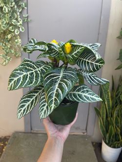 Zebra House Plant 6” Pot