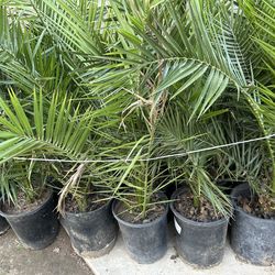Canary palms35$ each