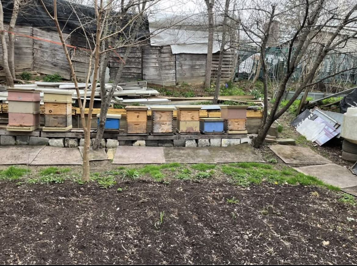 Local Honey Bees For Sale