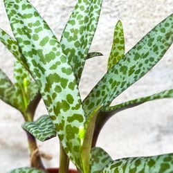 Leopard Lily / Silver Squill Succulent Plants - "Ledebouria Socialis" 🌿🌷