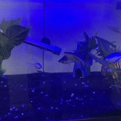 Fish For Sale
