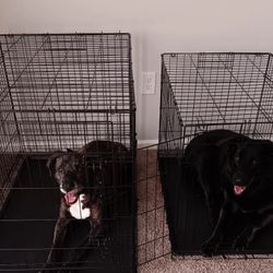 Kennels