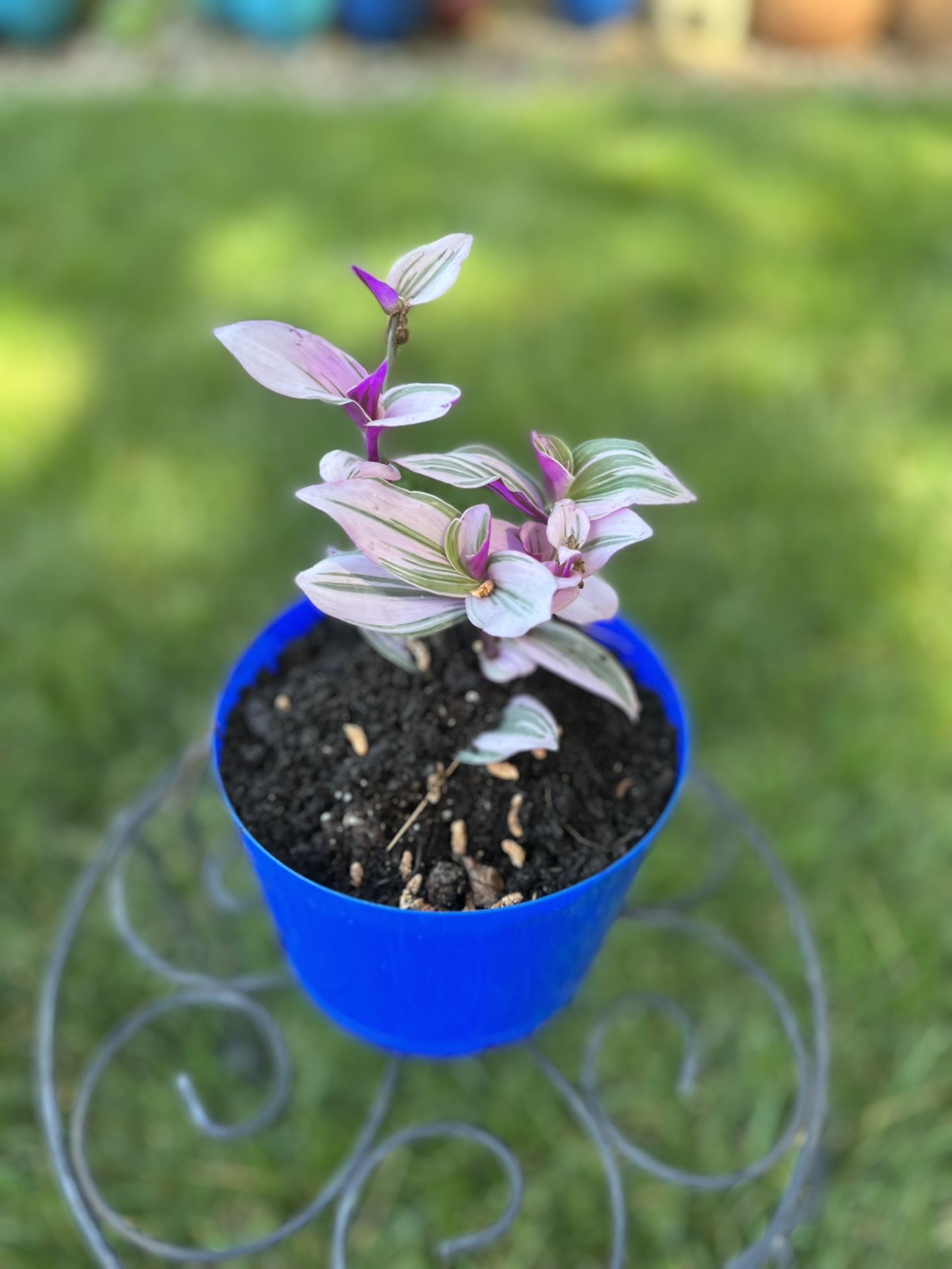 Housplants