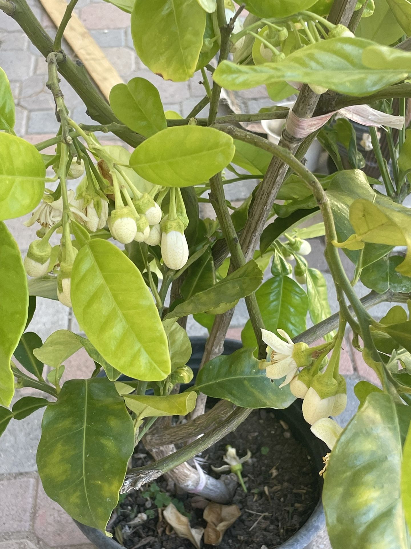 Pomelo Fruit Tree Blooming With Flowers