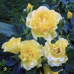 Mature Walking On Sunshine Rose Plant in 5-gallon pot. Pick Up in Millbrae.