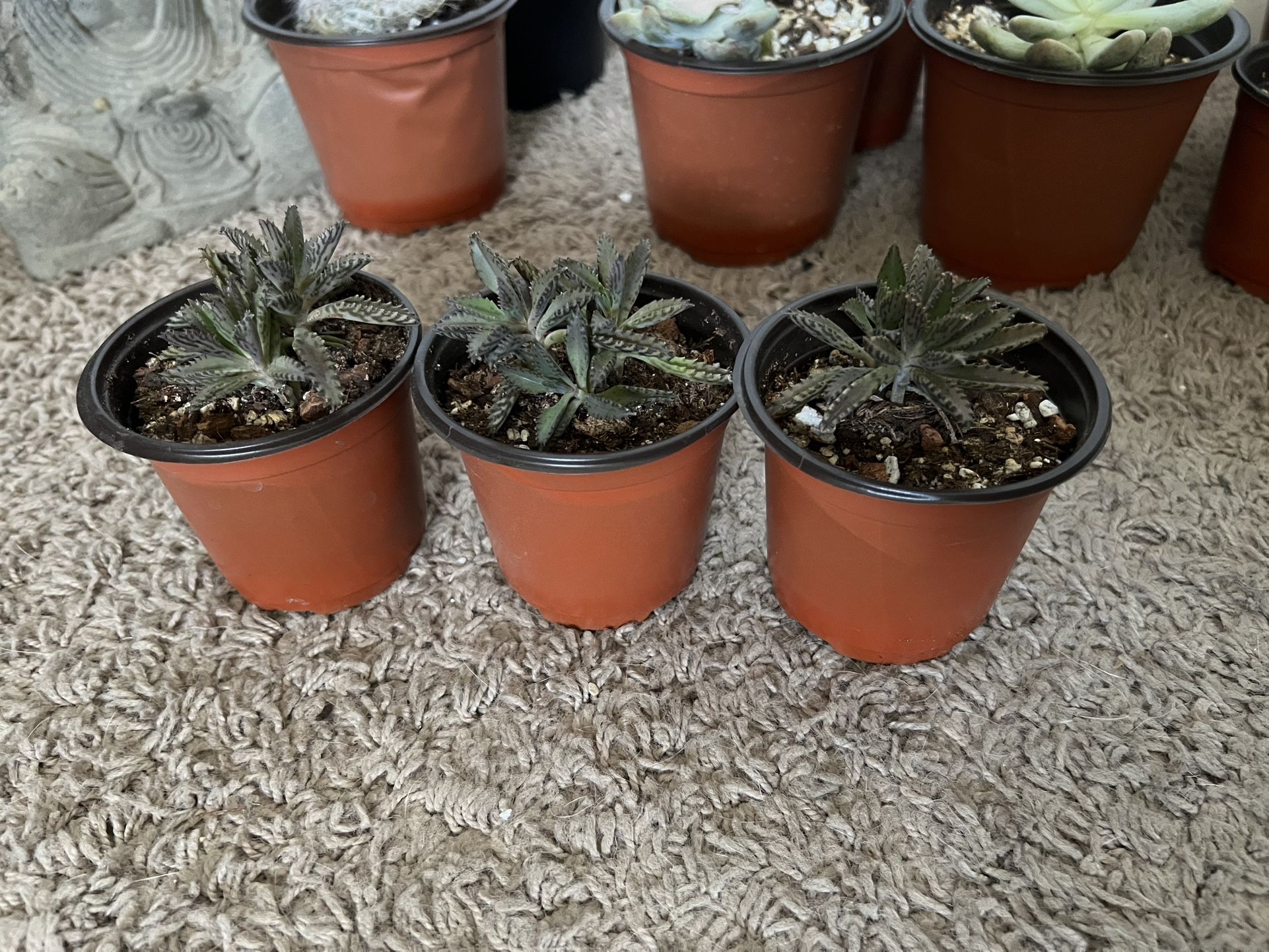 Mother Of Thousands