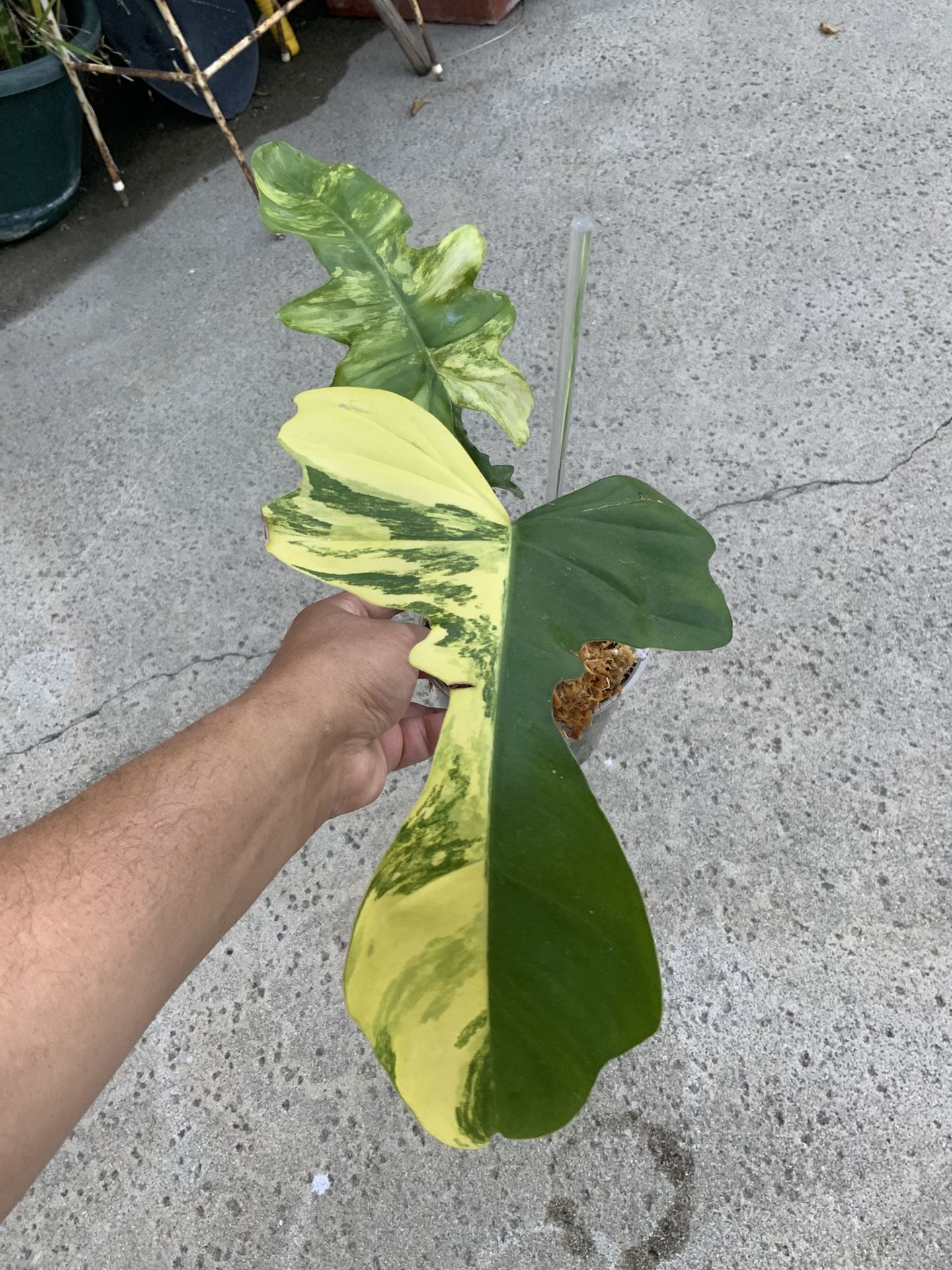 Philodendron Mayoii X Florida Beauty Variegated Top Cut Rooted New Hybrid
