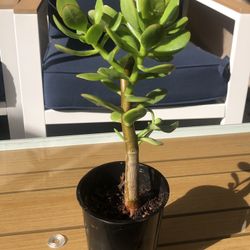 Succulent Crassula Ovata Jade 1 Live 10” Money Plant Tree