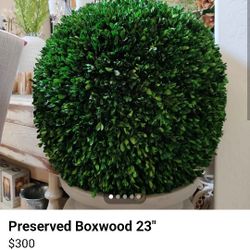 Preserved Boxwood 23"