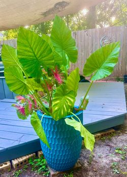 Huge Mixed Tropical Planter (Elephant Ears & Caladiums) in Teal Ceramic Pot