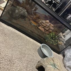 40 gallon tank 