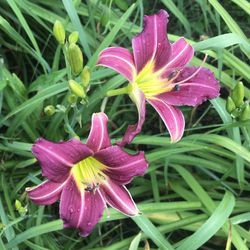 Daylilies Siloam Sunburst And More - huge stunning flowers, easy to grow