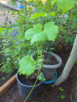 Garden Plant Grape White Riesling