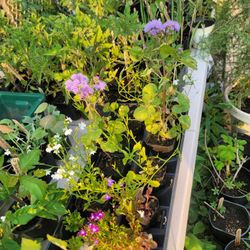 Seedlings