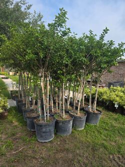Crape Myrtle muskogee 15gallon 9ft Tall