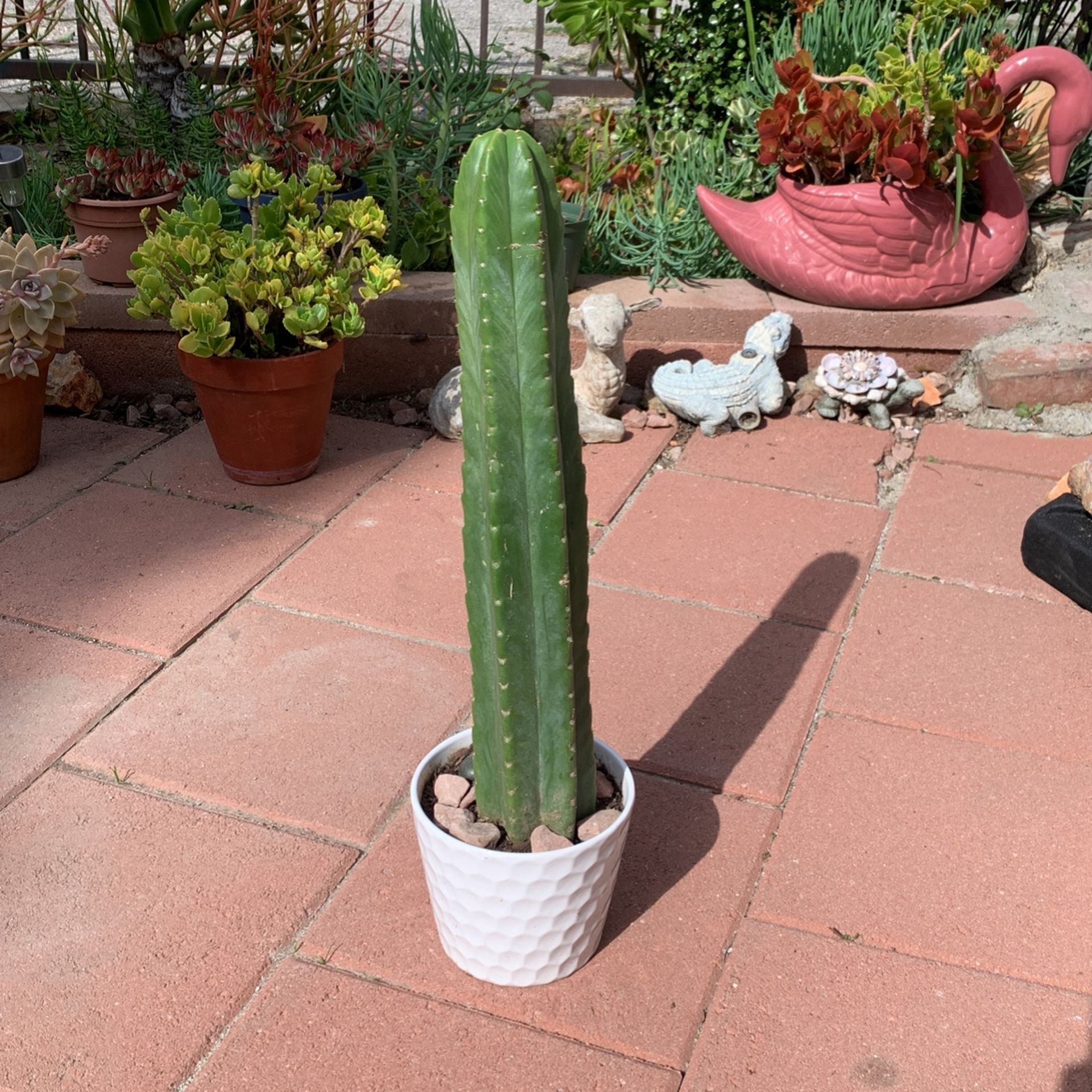 24 Inch Tall SAN PEDRO CACTUS π΅ In White Ceramic Pot