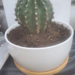 Pink Cactus 🌵in Ceramic Pot 