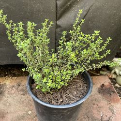 Organic Thyhme, Tomillo Organico