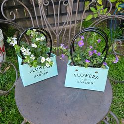 Mother's day gifts plants