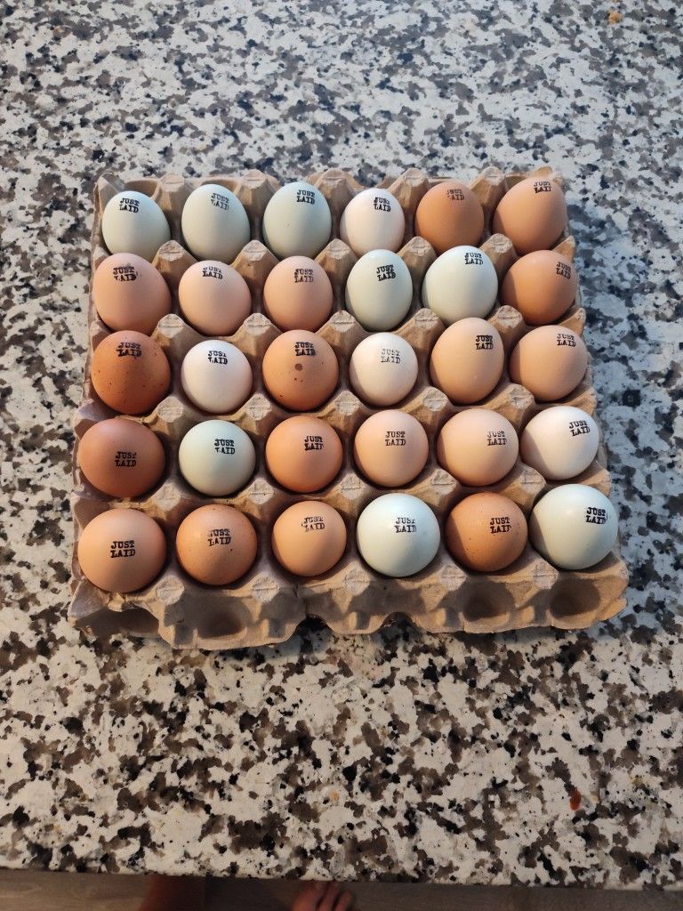 Local Organic Pasture Free Eggs 🥚
