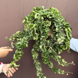 Xl Hoya Compacta Hindu Rope In 6” Pot 