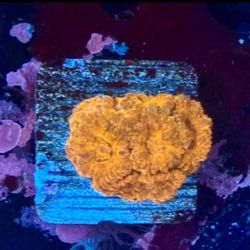 Asian Acan Display Decor 