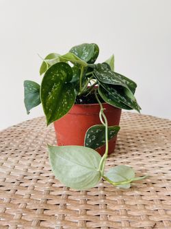 Satin Pothos Plants
