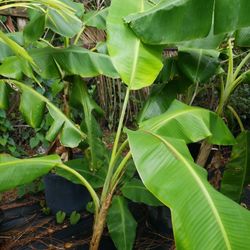 4FH BANANA TREE ONLY $15.00