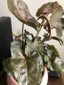 syngonium plant! Perfect indoor plant! For office or home!