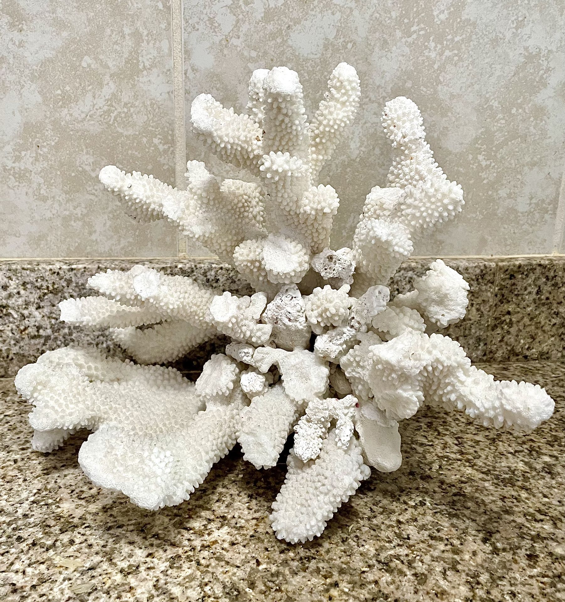 LARGE PIECE DECORATIVE DRIED CORAL
