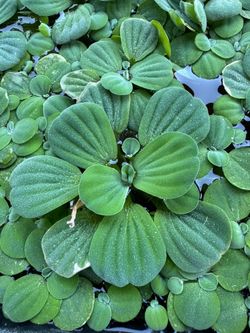 Water Lettuces for fish pond and aquarium