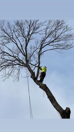 We Cut Tree