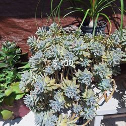 #1 - Variedades D Suculentas/ varieties of succulents