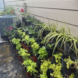 Perennial Plant 