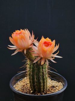 Flowering Cacti For Collectors