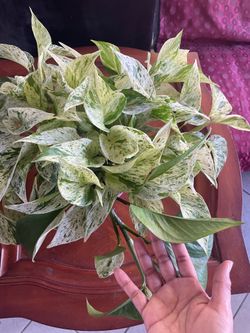 Marble Queen Pothos